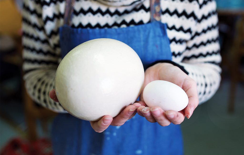 Genetik, besin ve yönetim açısından yumurta büyüklüğü nasıl artırılır?