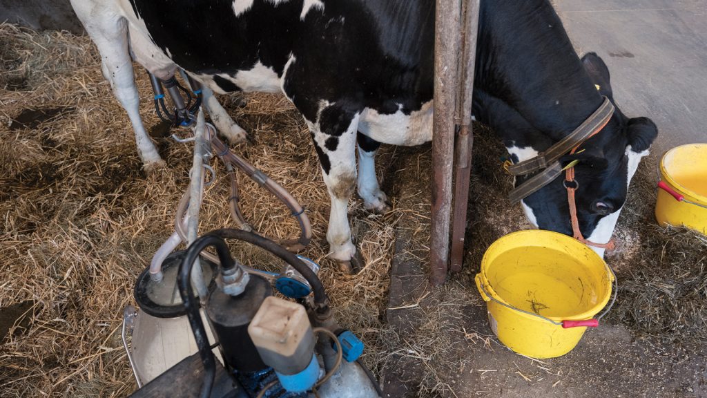 Süt ürünleri için sera gazı emisyon yoğunluğundaki düşüş raporlandı