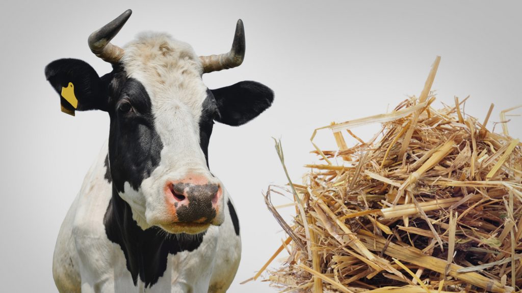 Samandaki yüksek nitrat oranları inek ölümlerine neden oluyor