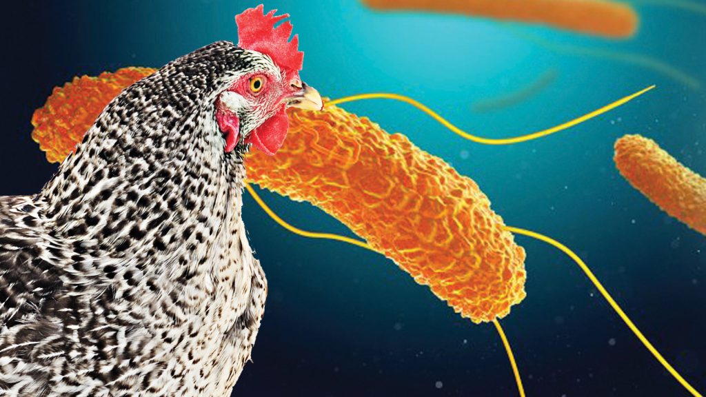 Tavuklarda Salmonella’yı azaltmak için postbiyotikler