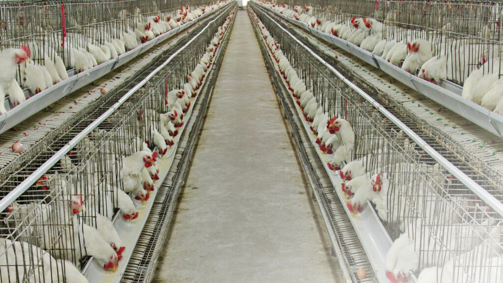 Pelet yem kullanımının broylerlerde performans üzerine etkileri