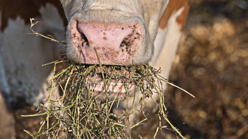 Süt sığırlarında clostridial hastalıkla mücadele