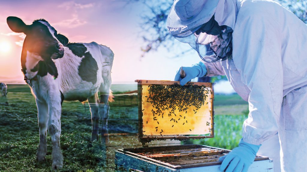 Arı propolisinin buzağı sağlığını iyileştirme potansiyeli