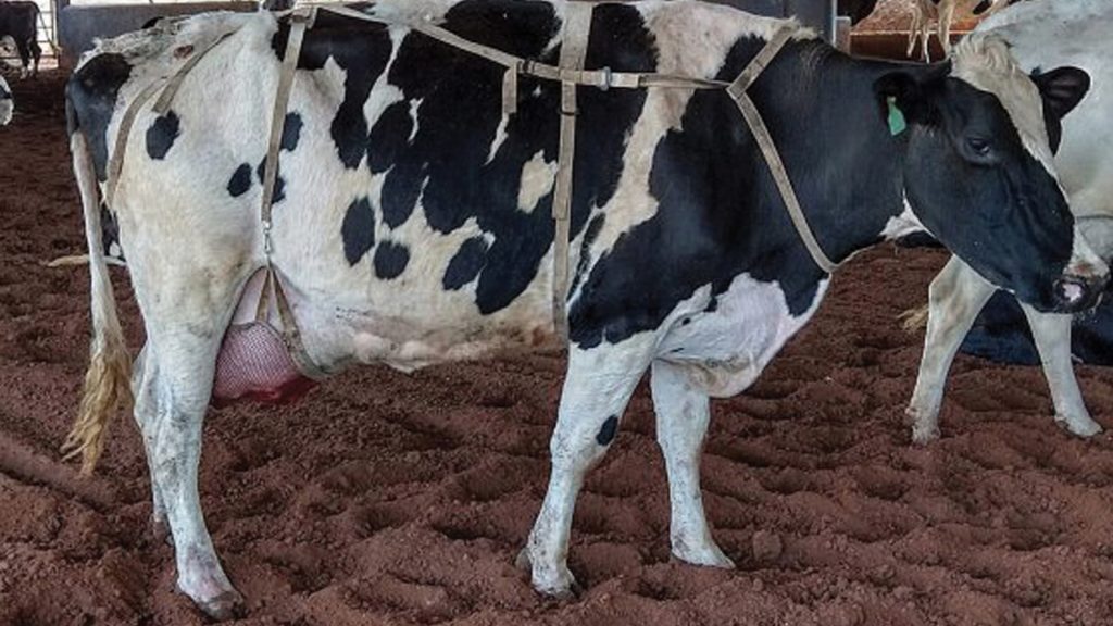 Brezilyalı bir süt işletmesinde inek memeleri için destek kemerleri
