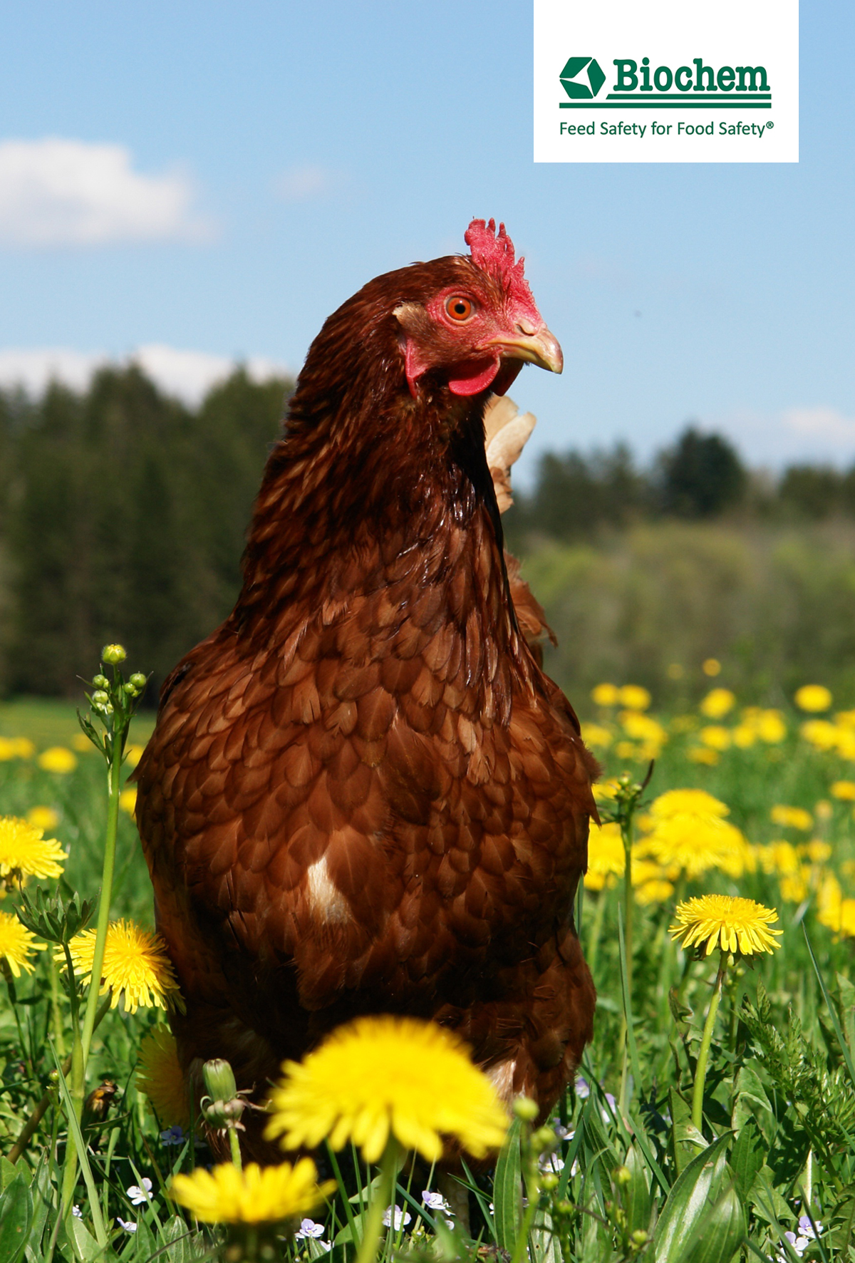 Yumurtacı tavuklarda şelatlı iz mineral kullanmanız için 5 önemli gerekçe!