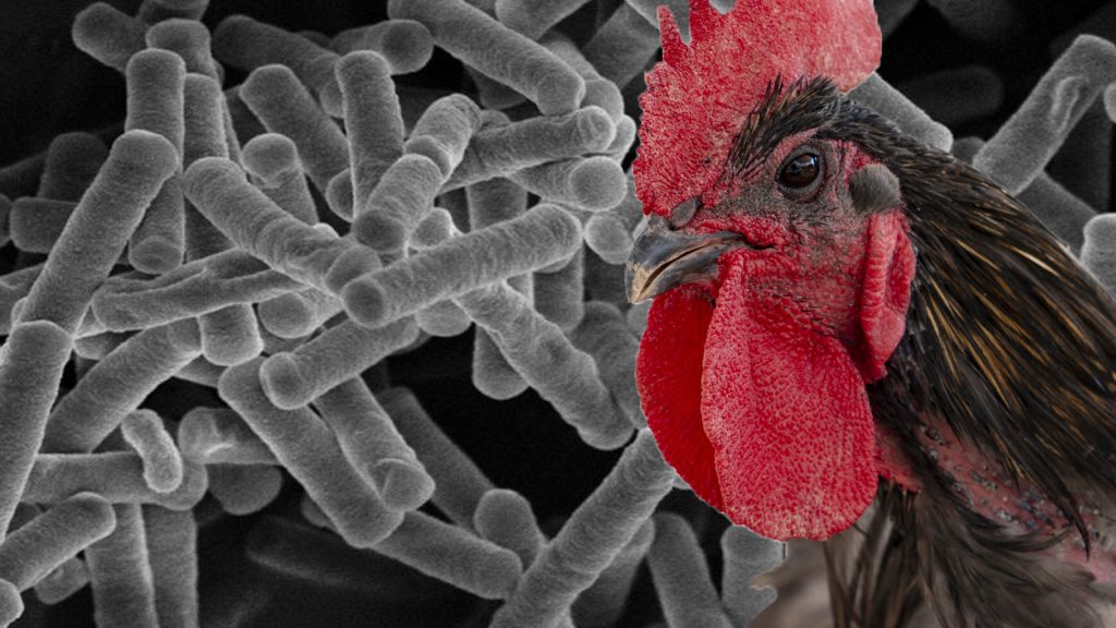 Global kanatlı hayvan sağlığı endüstrisi, yeni bir Bacillus coagulans suşunu konuşuyor