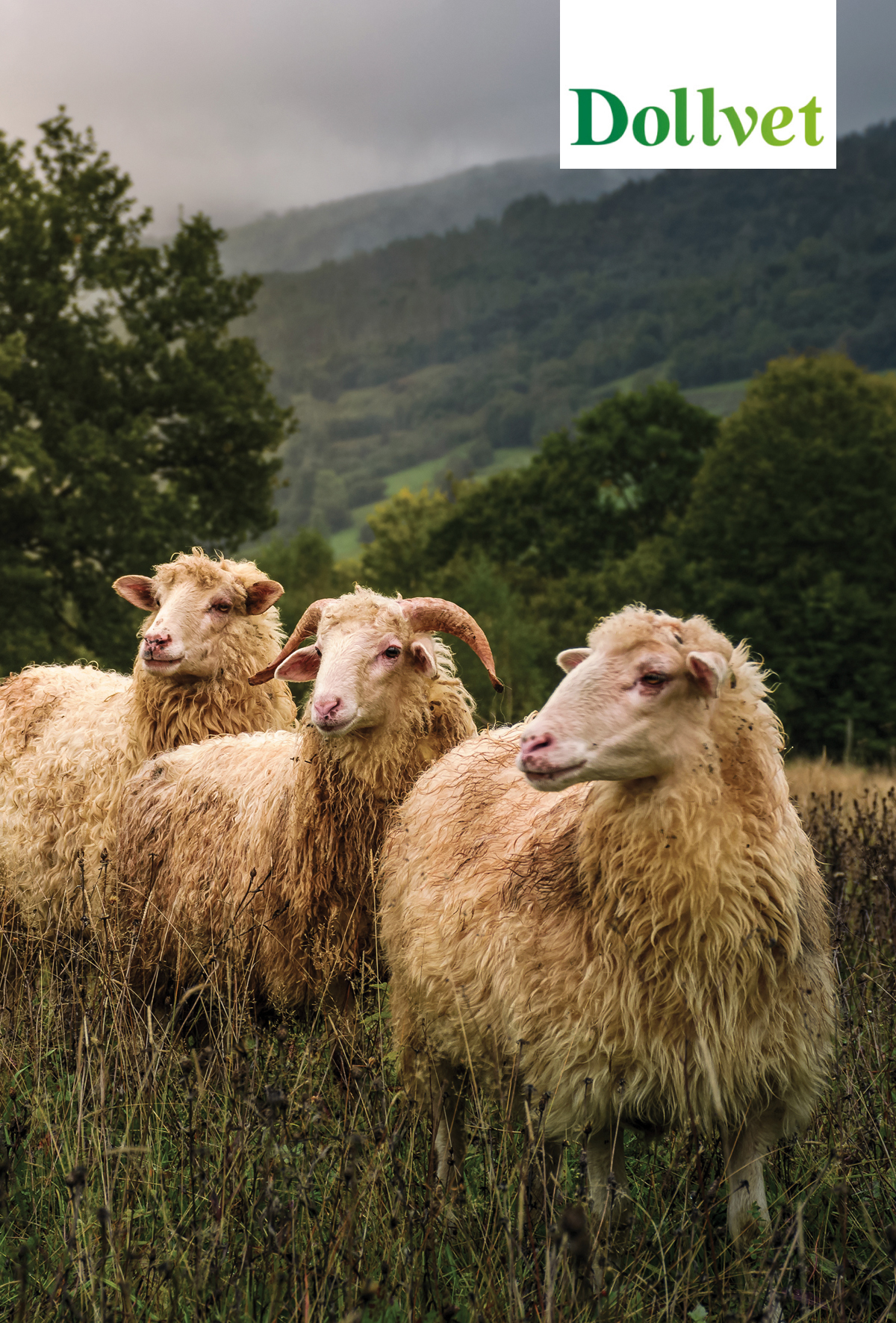 Koyun-keçi vebası (PPR) ve çiçek hastalığı