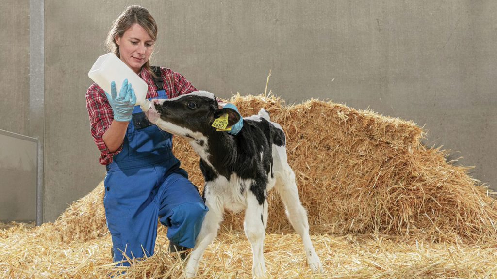 Dünyanın hayvan besleme uzmanından sağlıklı gelişime odaklanan buzağı mamaları