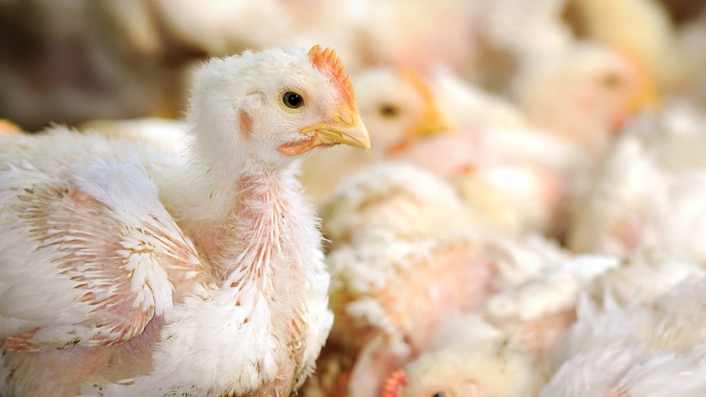 Damızlık tavuk yetiştiriciliğinde sürü yönetimi