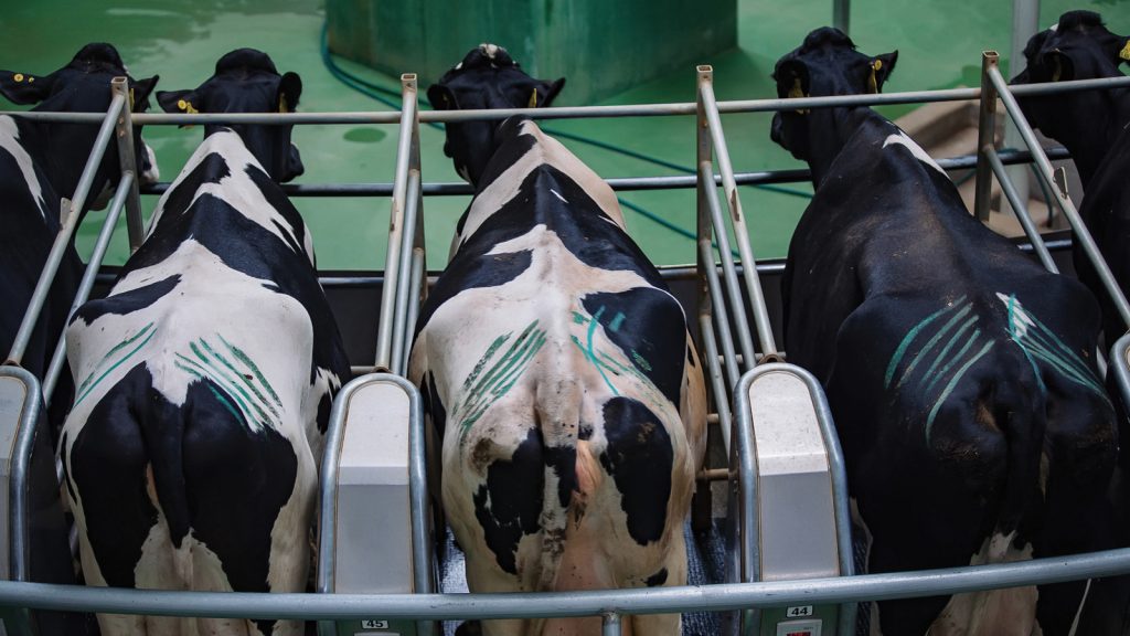 Kitosan ilavesi Holştayn ineklerde süt verimliliğini artırıyor