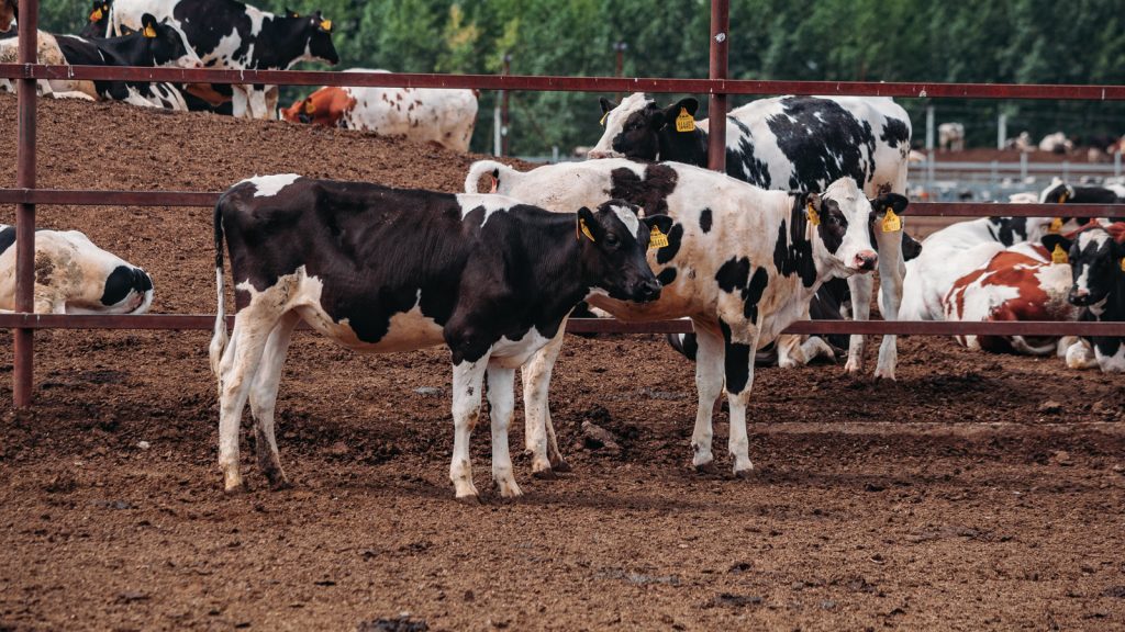 Geleceğin verimli süt inekleri için sınırsız buzağı yemi erişimi