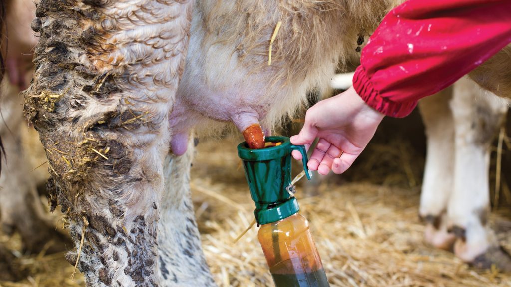 Süt ineklerinde S. agalactiae enfeksiyonları