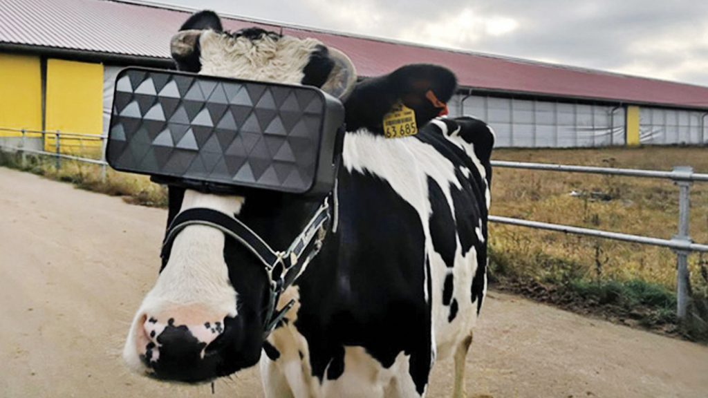 Sanal gerçeklik gözlüğü takılan ineklerin süt üretimi ve kalitesi arttı