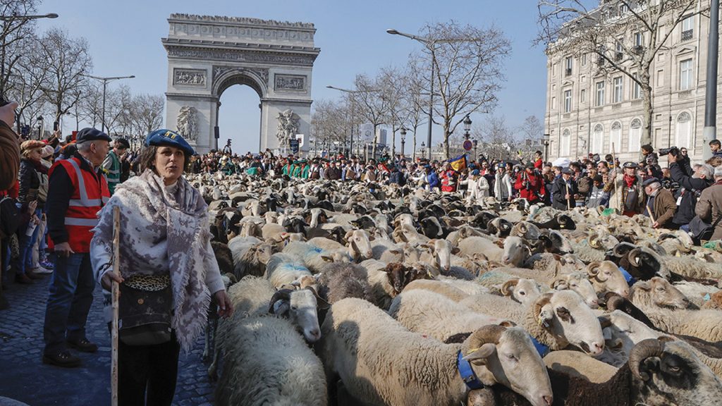 Paris’in ünlü caddesi Champs-Elysees, koyun ve keçilerle doldu!