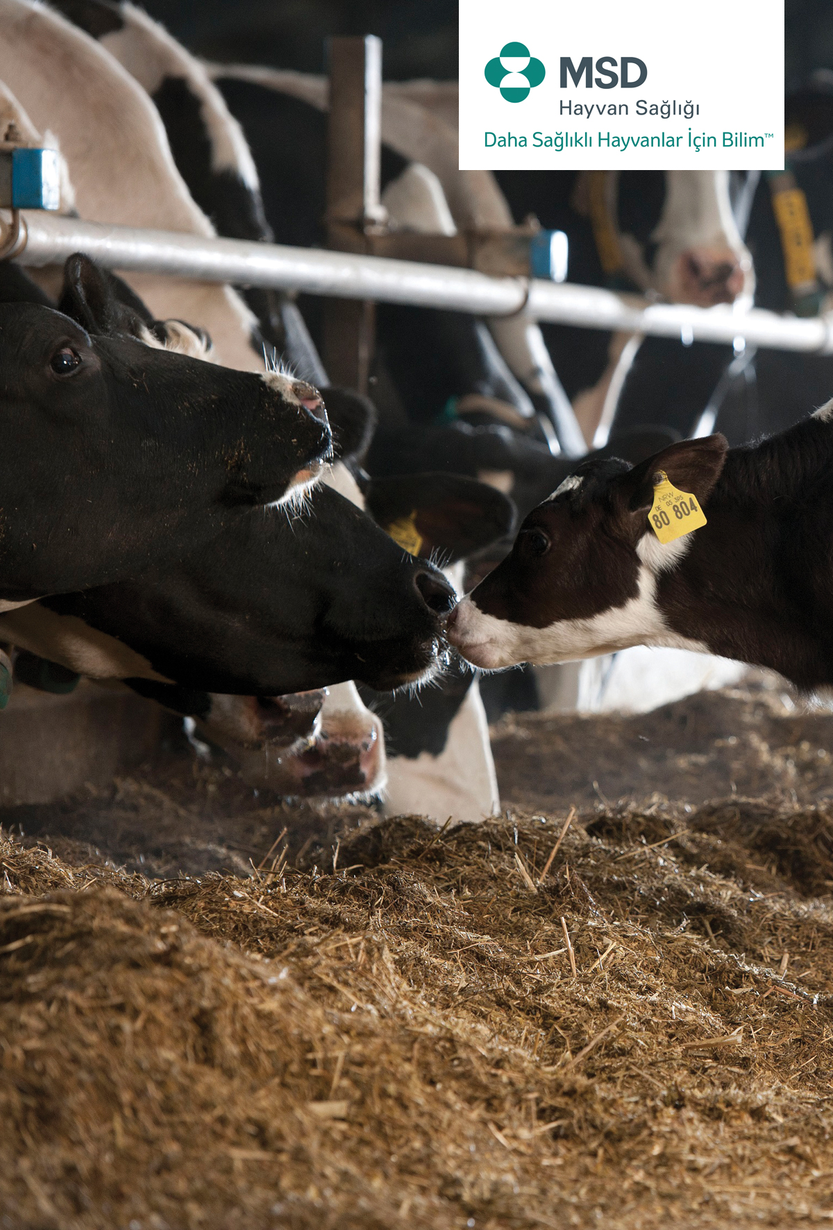 Sürünüzün performansını etkili bir şekilde yönetin: Reprodüksiyonun önemi