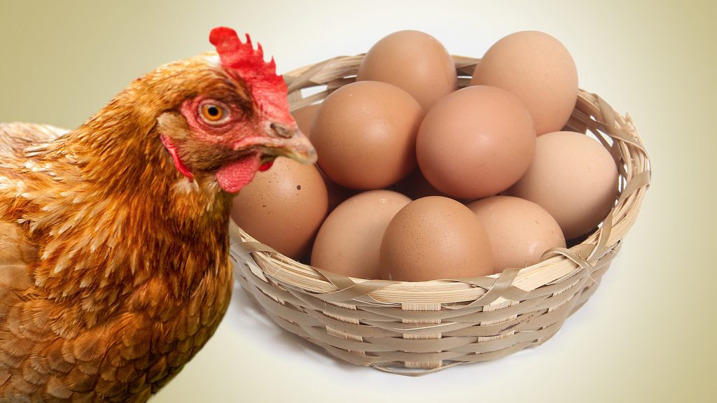 TÜİK: “Tavuk eti ve yumurtası üretimi arttı”