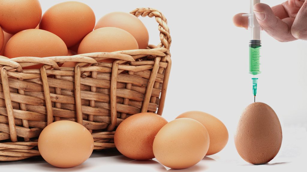 California Üniversitesi, yumurtalardan antikor üretmeyi başardı