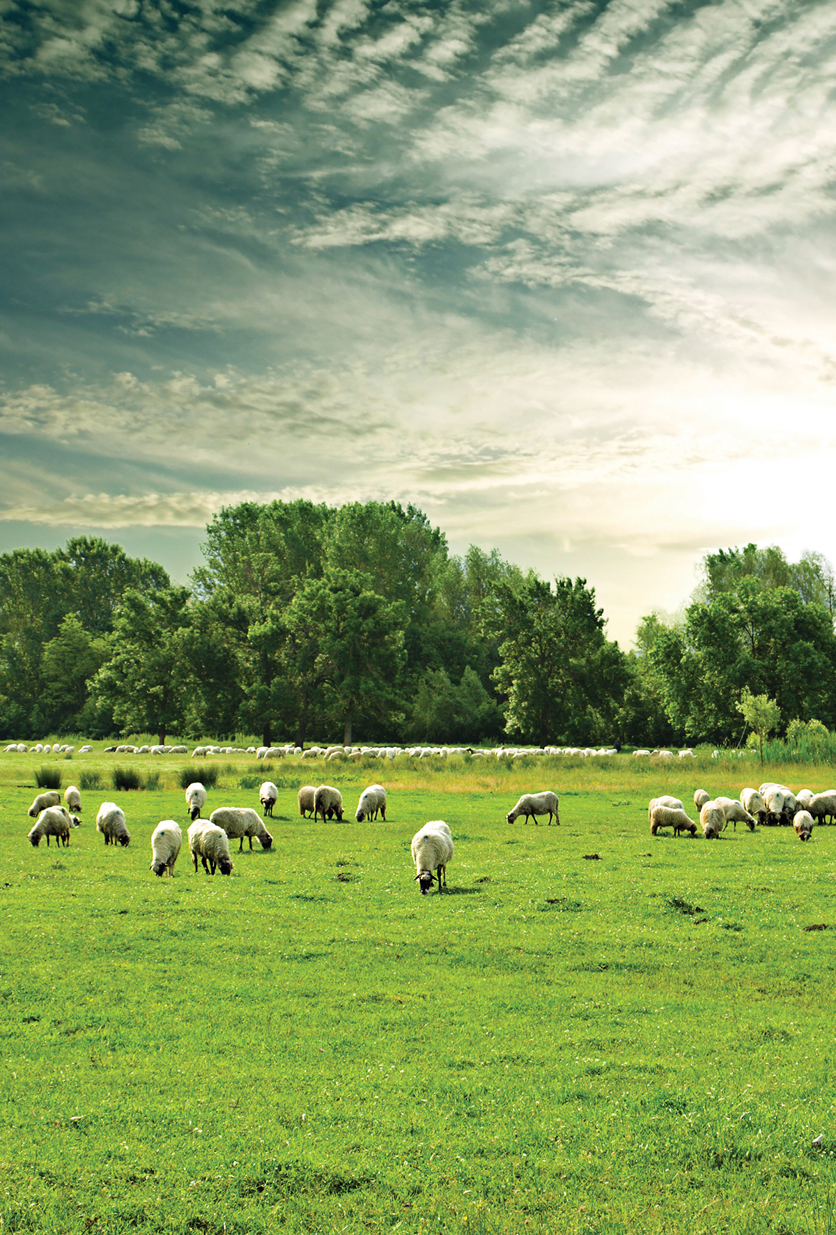 Koyunlarda kuzulama öncesi besleme