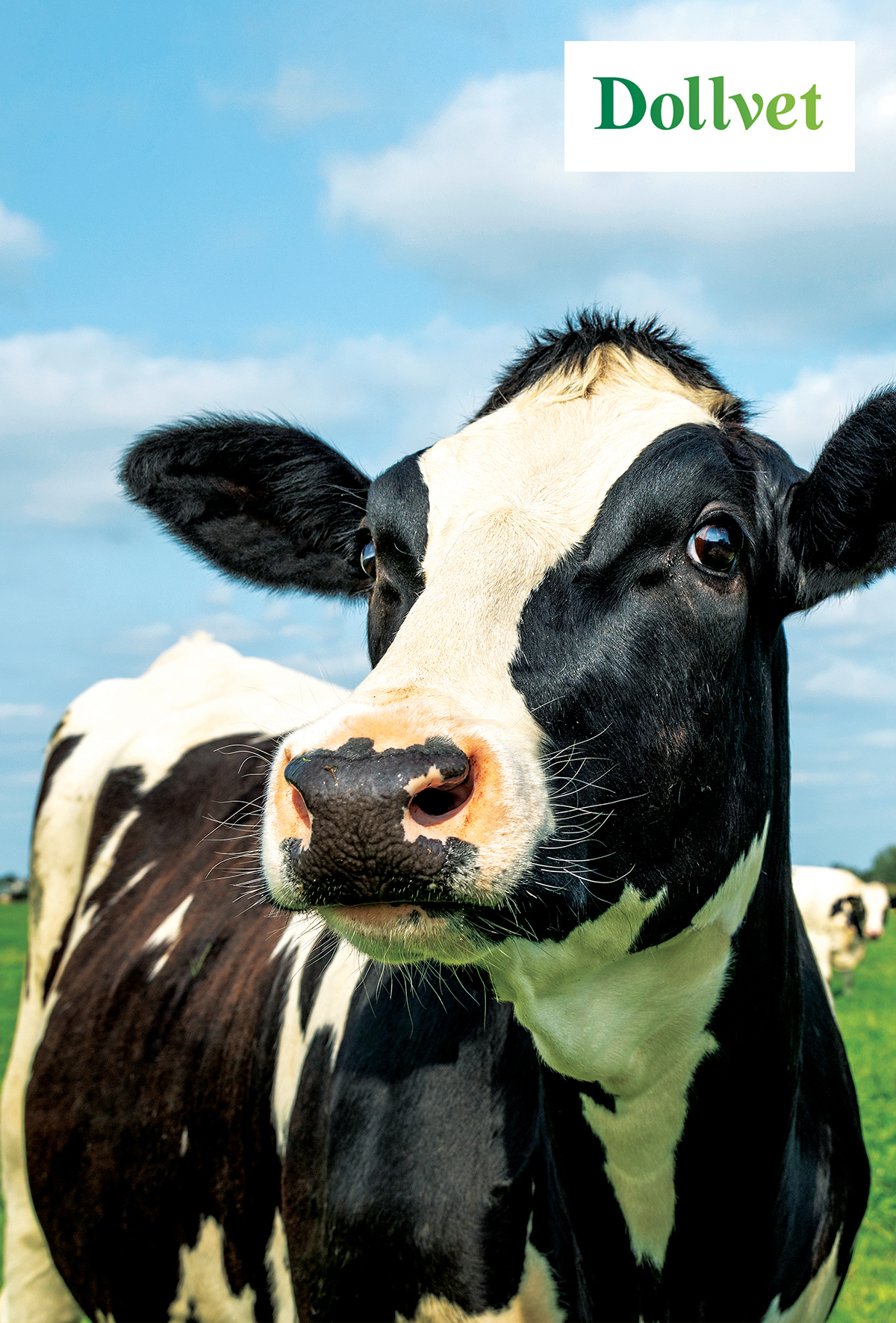 Sığırlarda solunum sistemi enfeksiyonlarının önlenmesi