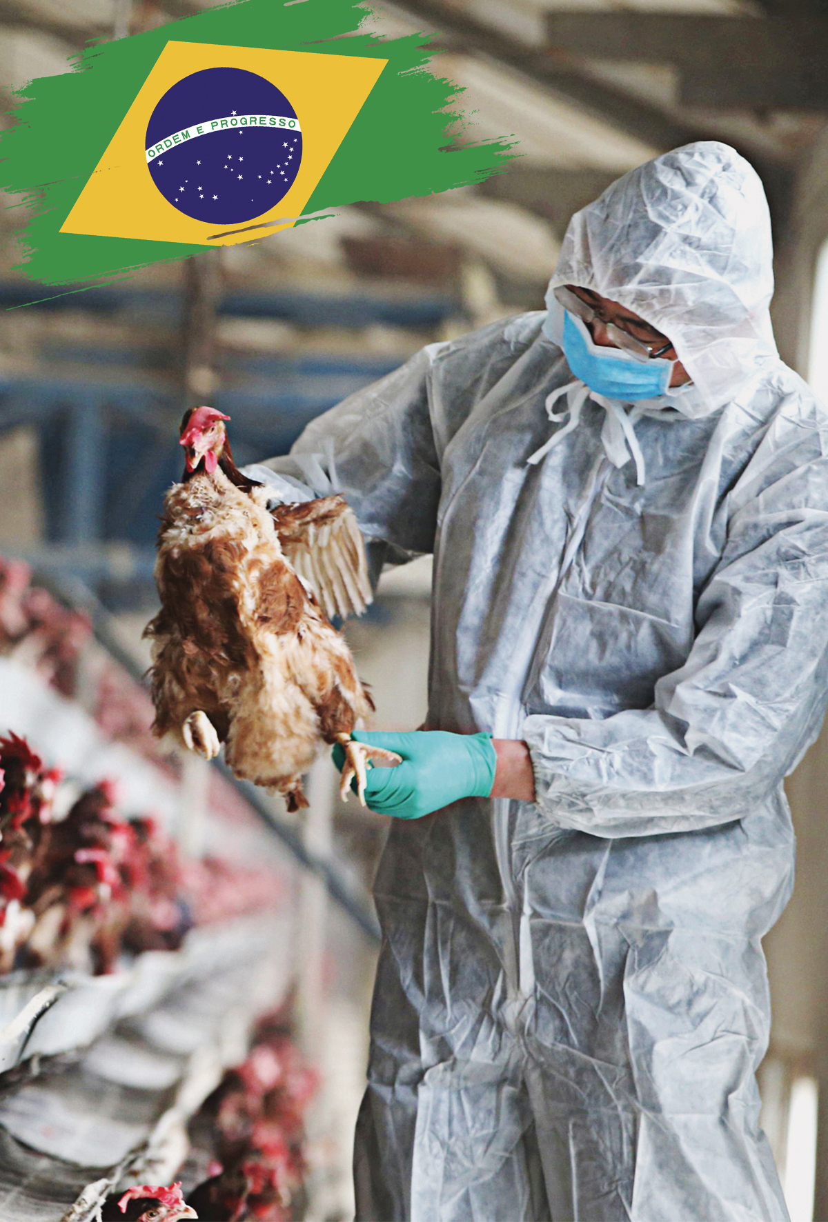 Brezilya’nın kümes hayvanı ihracatı kuş gribine rağmen %8,5 arttı