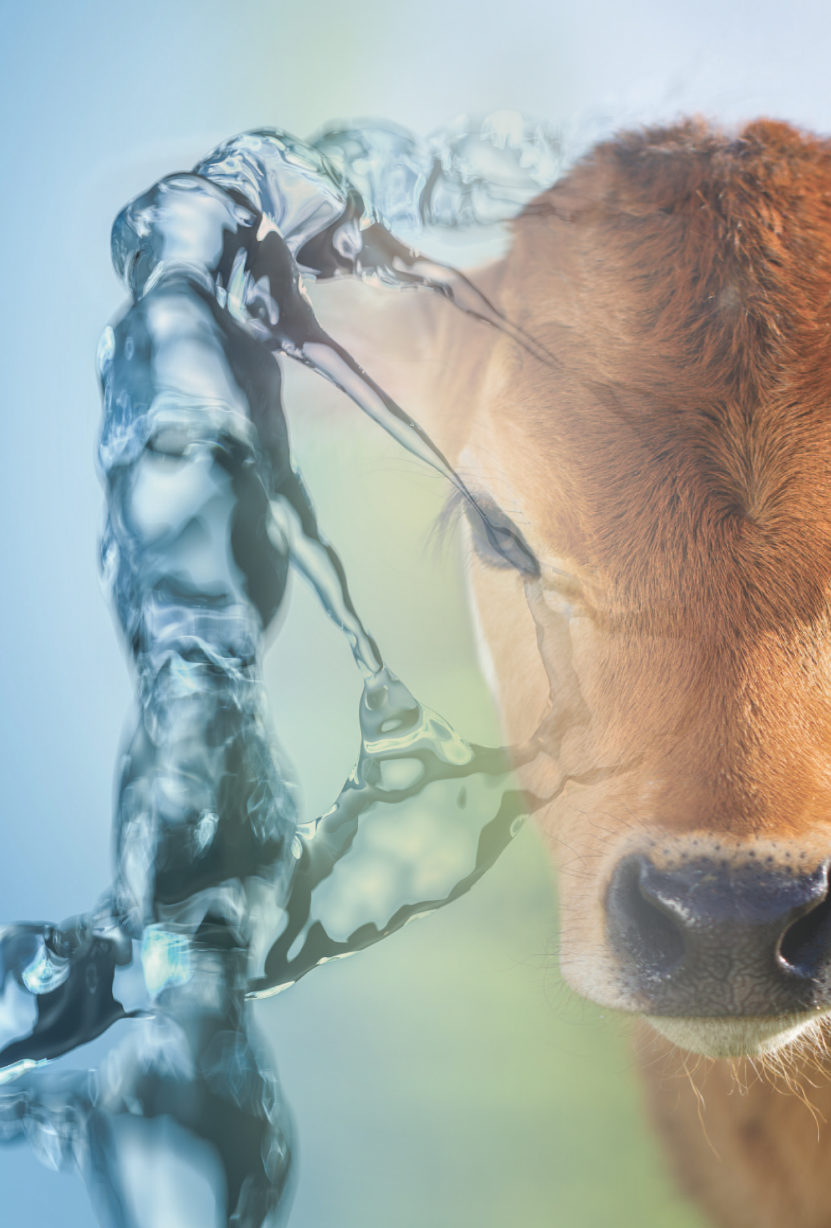 Sığırların genetik sırları: Uzmanlar, mitokondriyal DNA’yı çözmeyi hedefliyor 