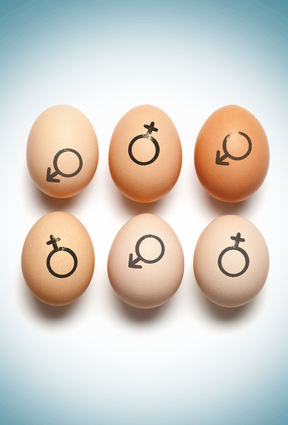 Civcivlerde cinsiyet tayini devrimi