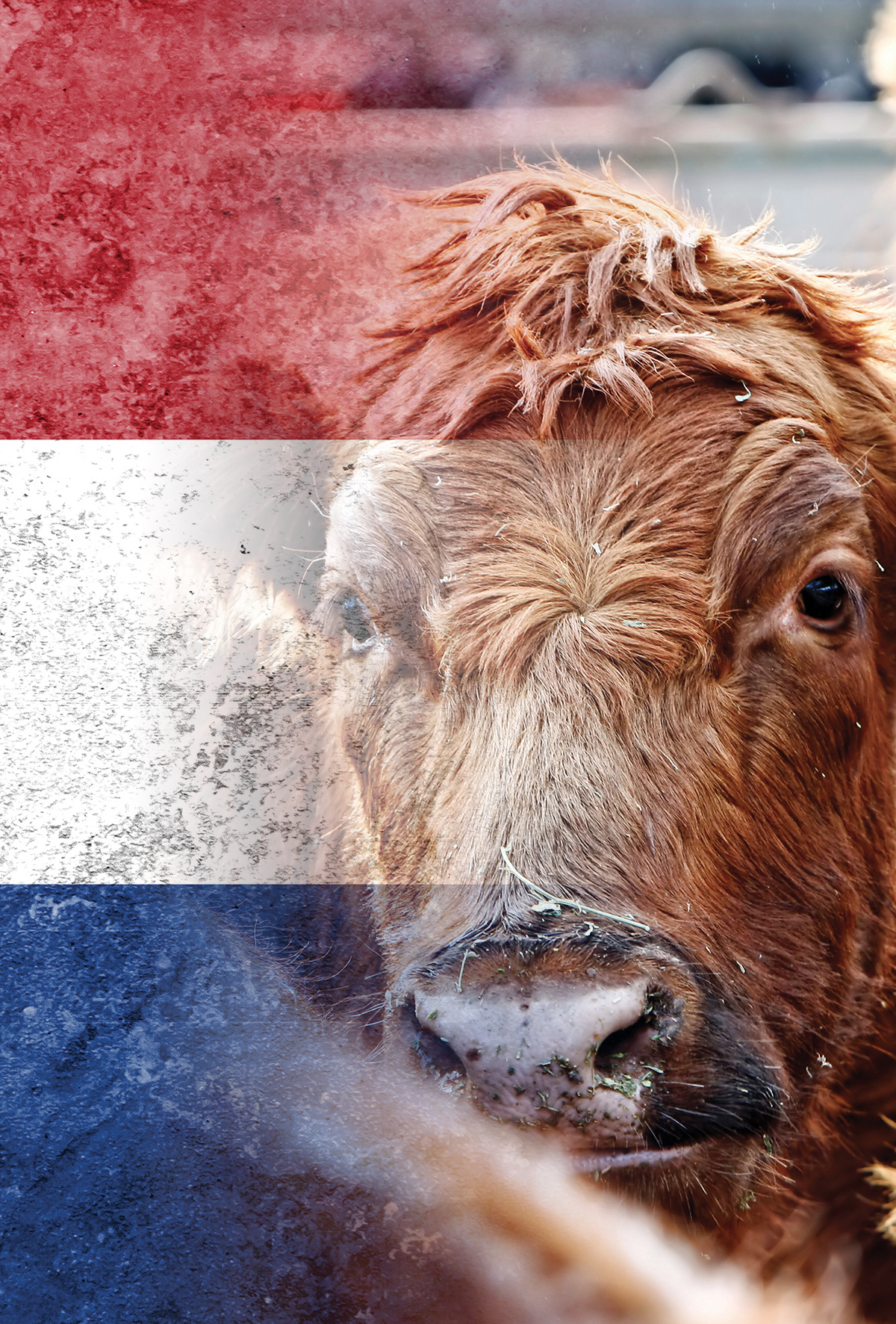 Fransa’da ‘Epizootik Hemorajik Hastalığı (EHD)’ panik dalgası yarattı