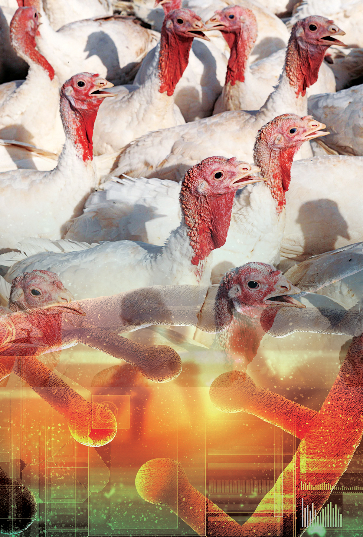 Avian Pneumovirüs enfeksiyonları