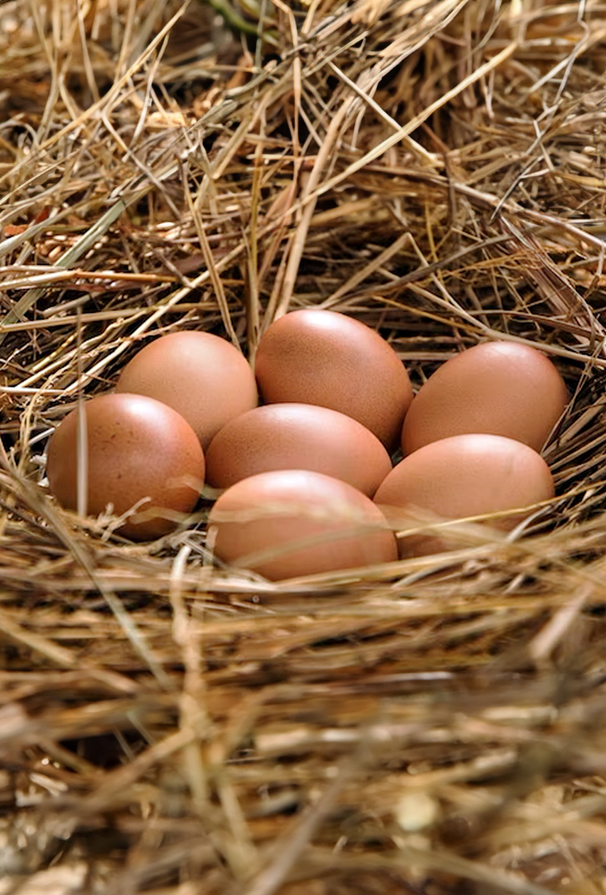 Kümes hayvanlarında yumurta yemenin engellenmesi