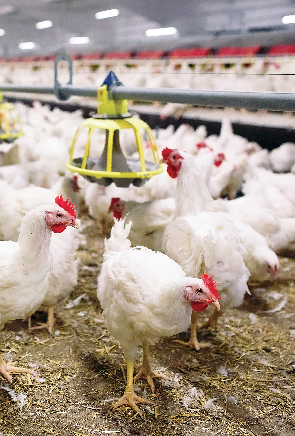 Yenilikçi yem formülasyonuyla elde edilen performans ve verimlilik