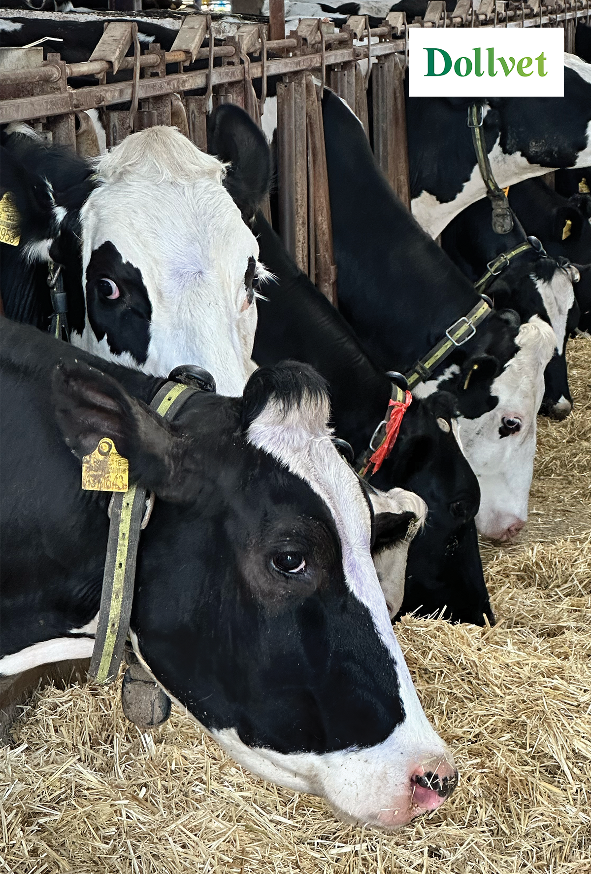 Verimliliğin peşinde: “Korumaya değer katanlar” Bursa İtimat Süt İşletmesi