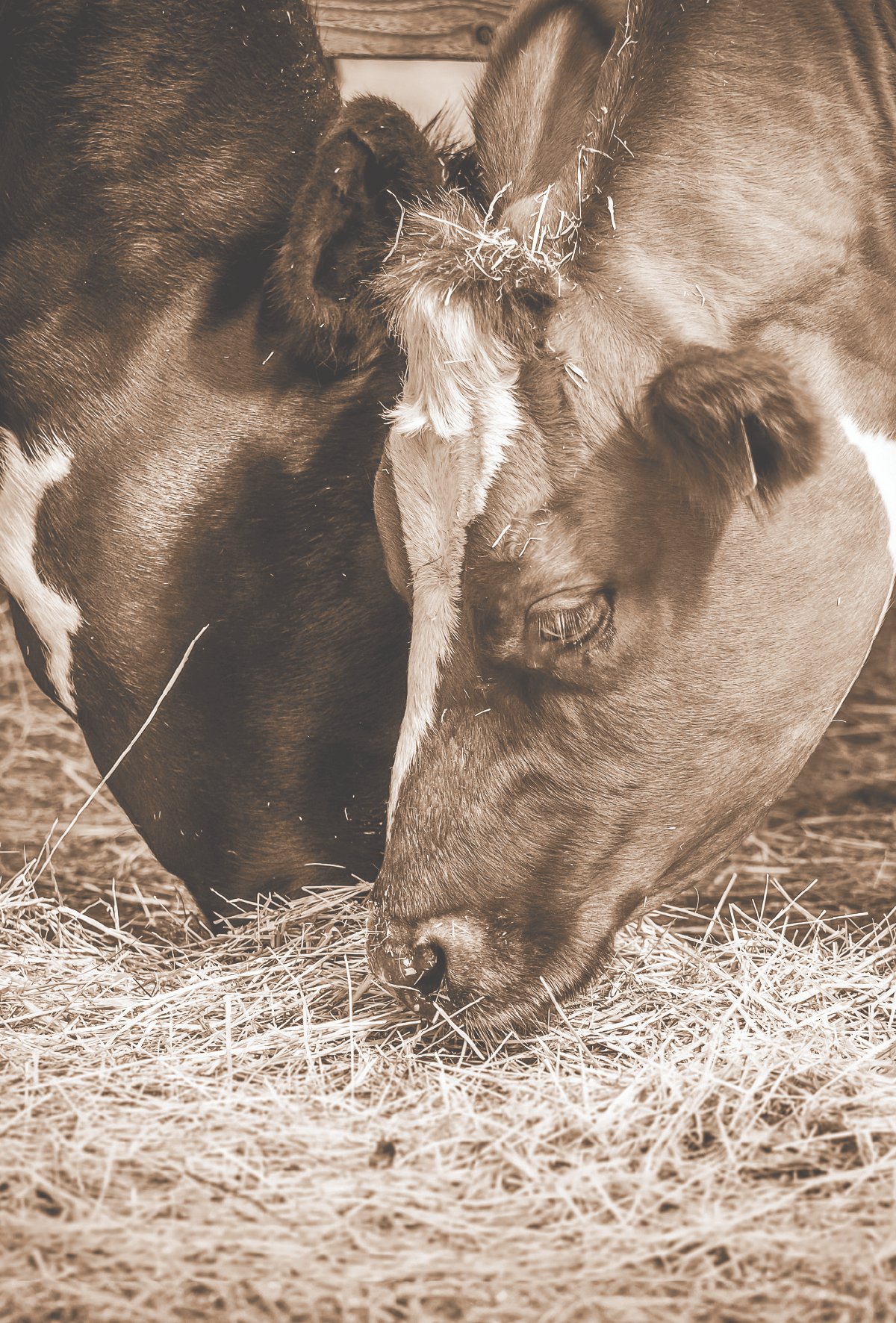 Ruminantlarda diyet stratejileri