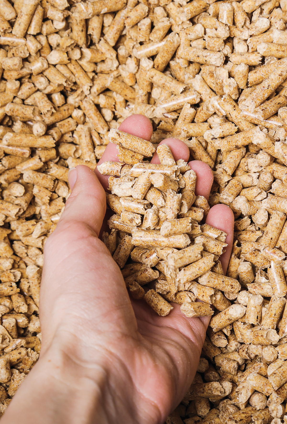 Kuru dönemde, kaba yem zenginleştirilmesi