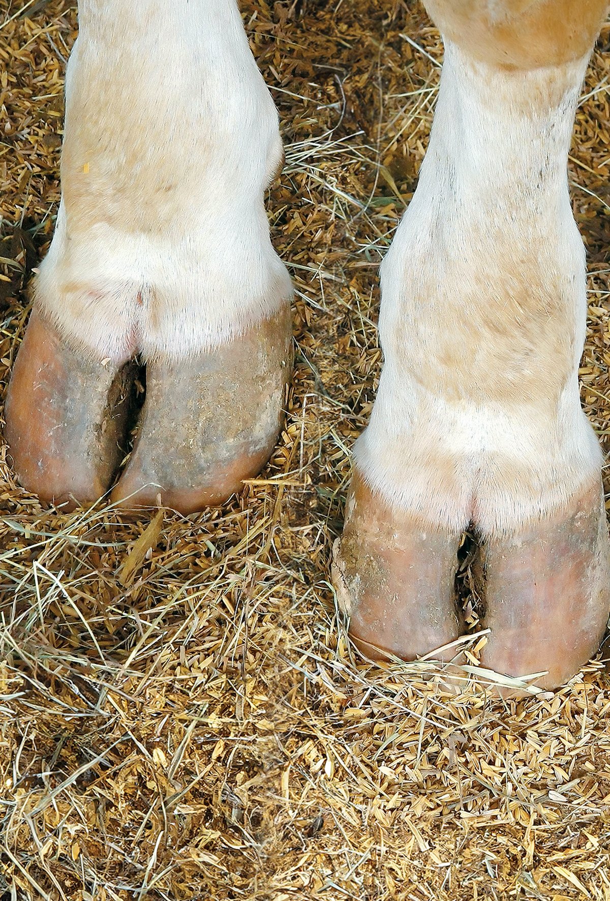 Tırnak apsesinin tedavisi ve önlenmesi