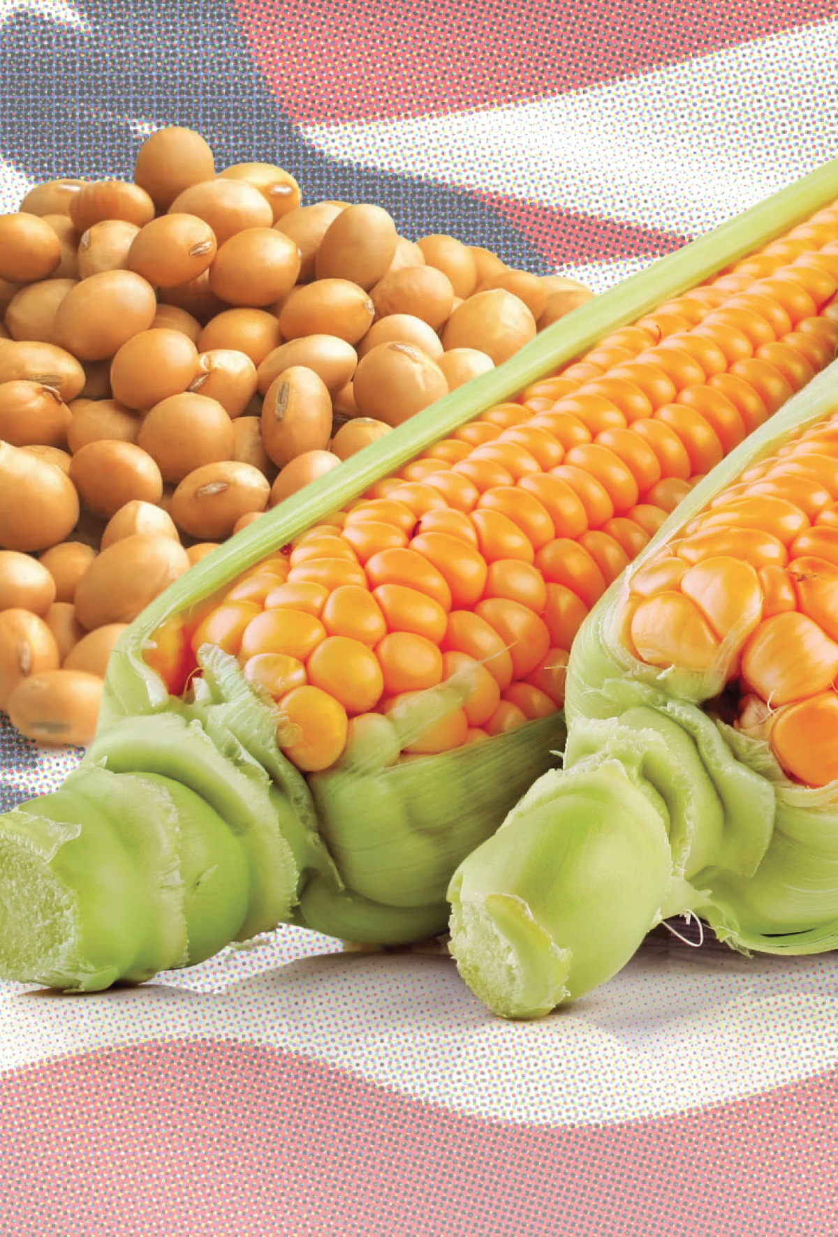 USDA revizyonlarıyla rekor verimler