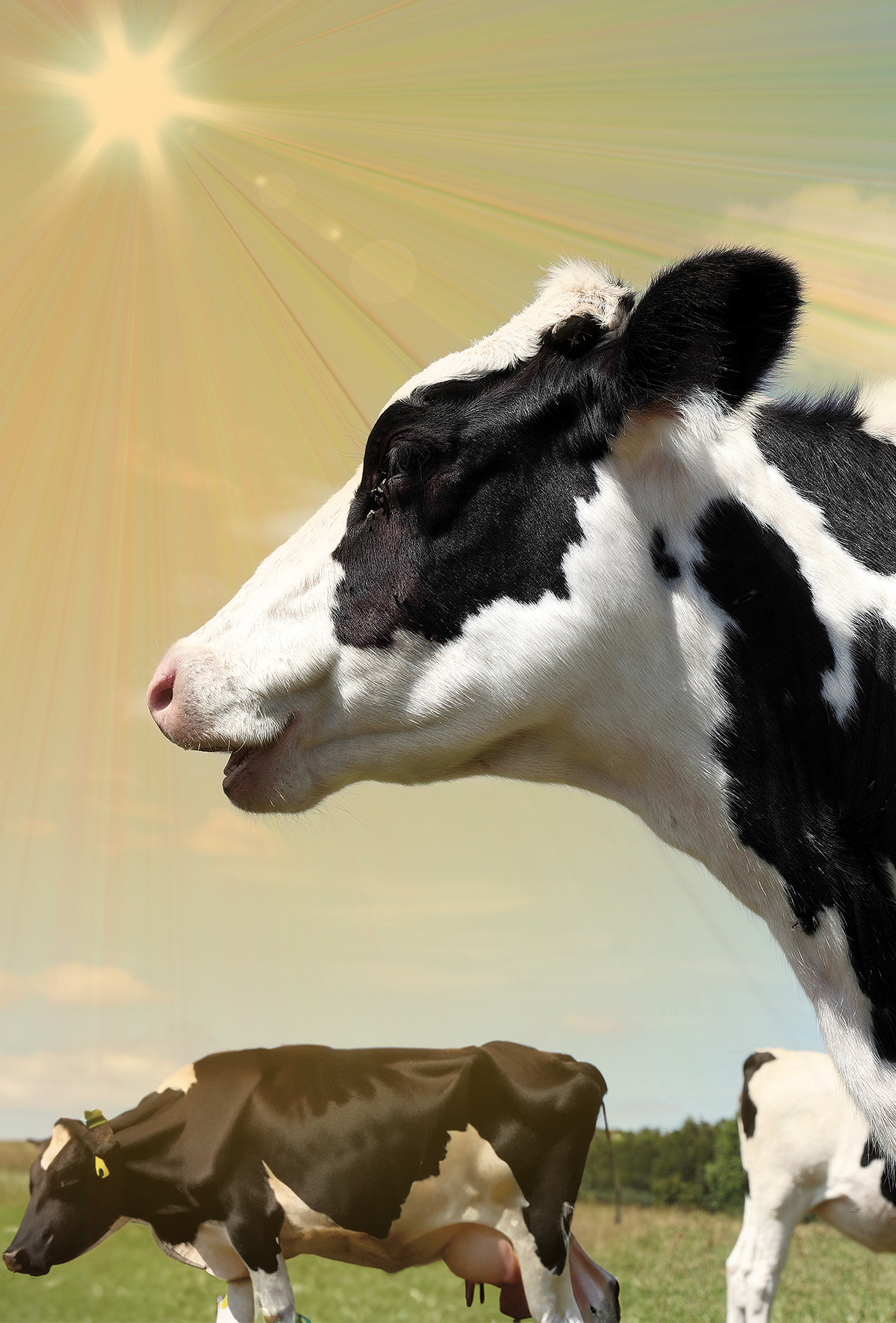 Sıcaklığa bağlı ısı stres riskini azaltma yöntemi