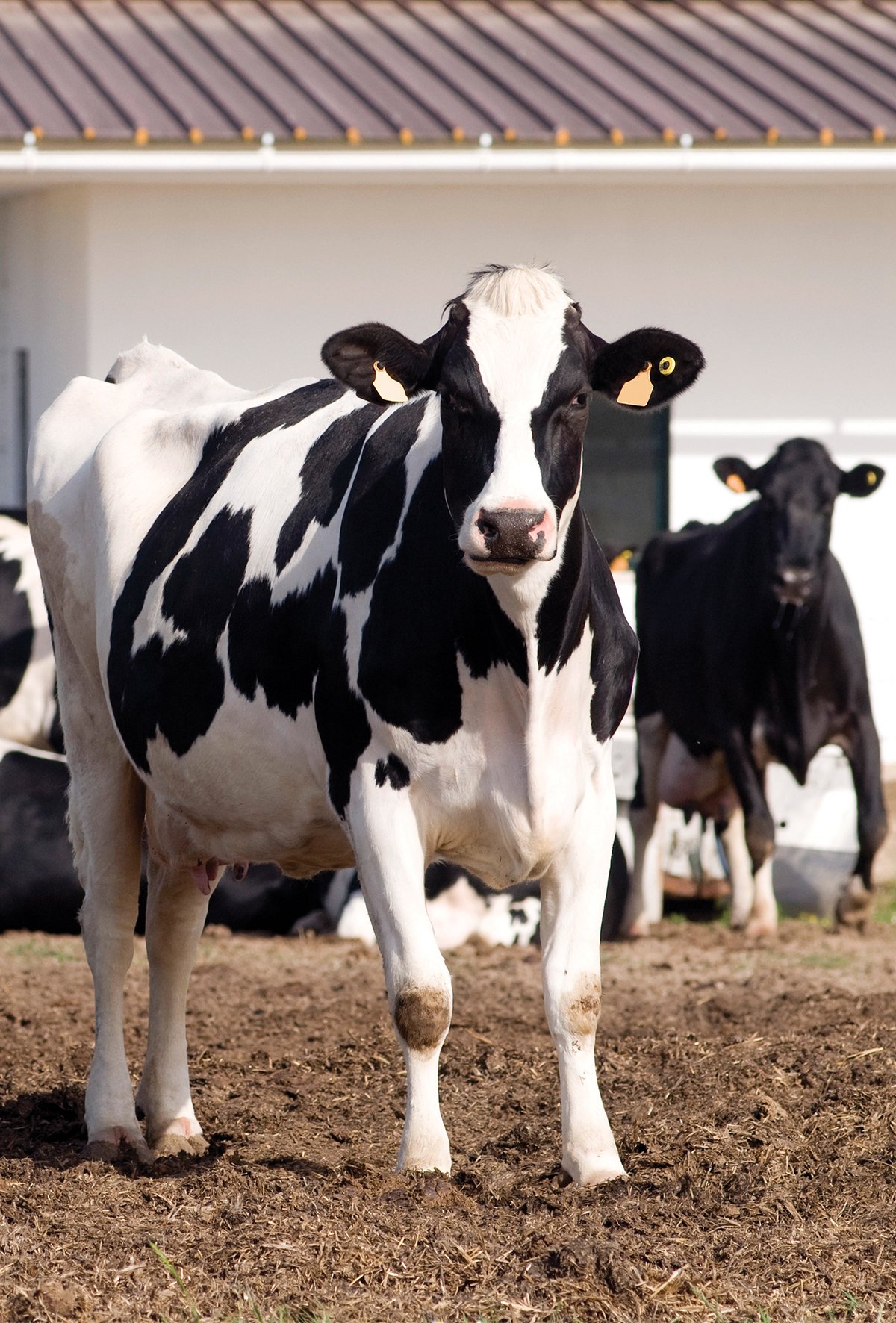 Türkiye’nin en büyük hayvancılık tesisi olacak