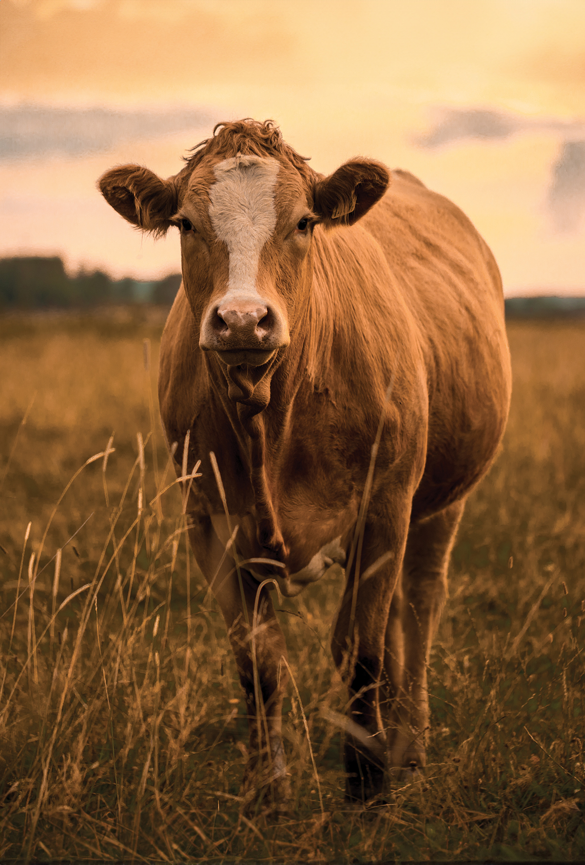 Ruminantlarda paratüberküloz (Johne’s hastalığı) 