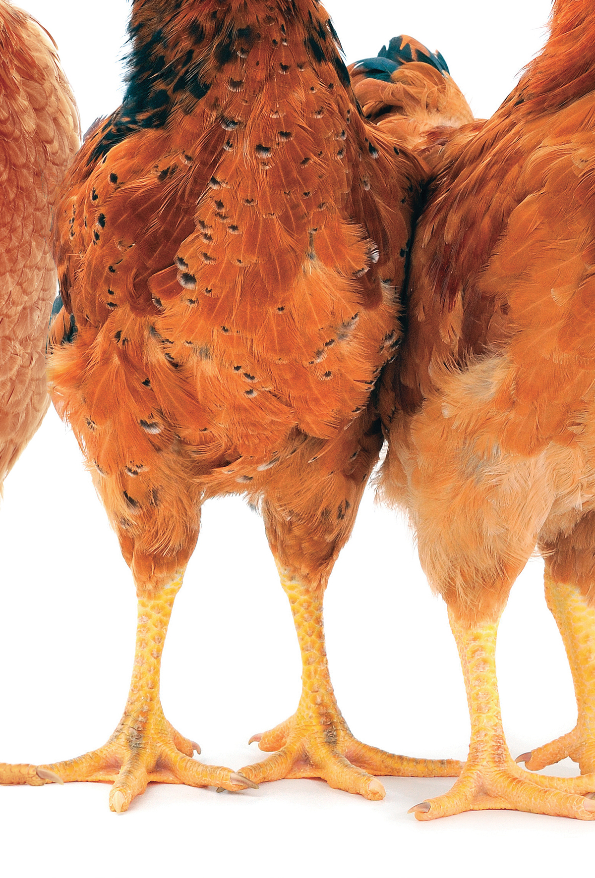 Foot Pad Dermatitis’in önüne nasıl geçilir?