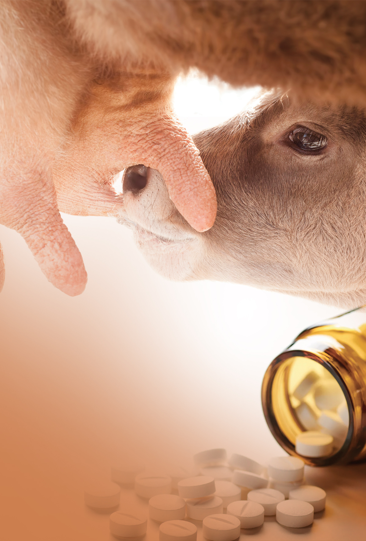 Emziren süt sığırlarında aspirin yasağı