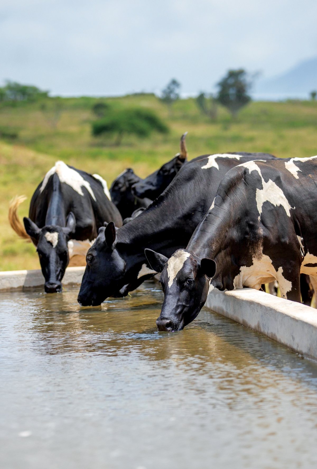 Verim düşmanı sıcak stresi