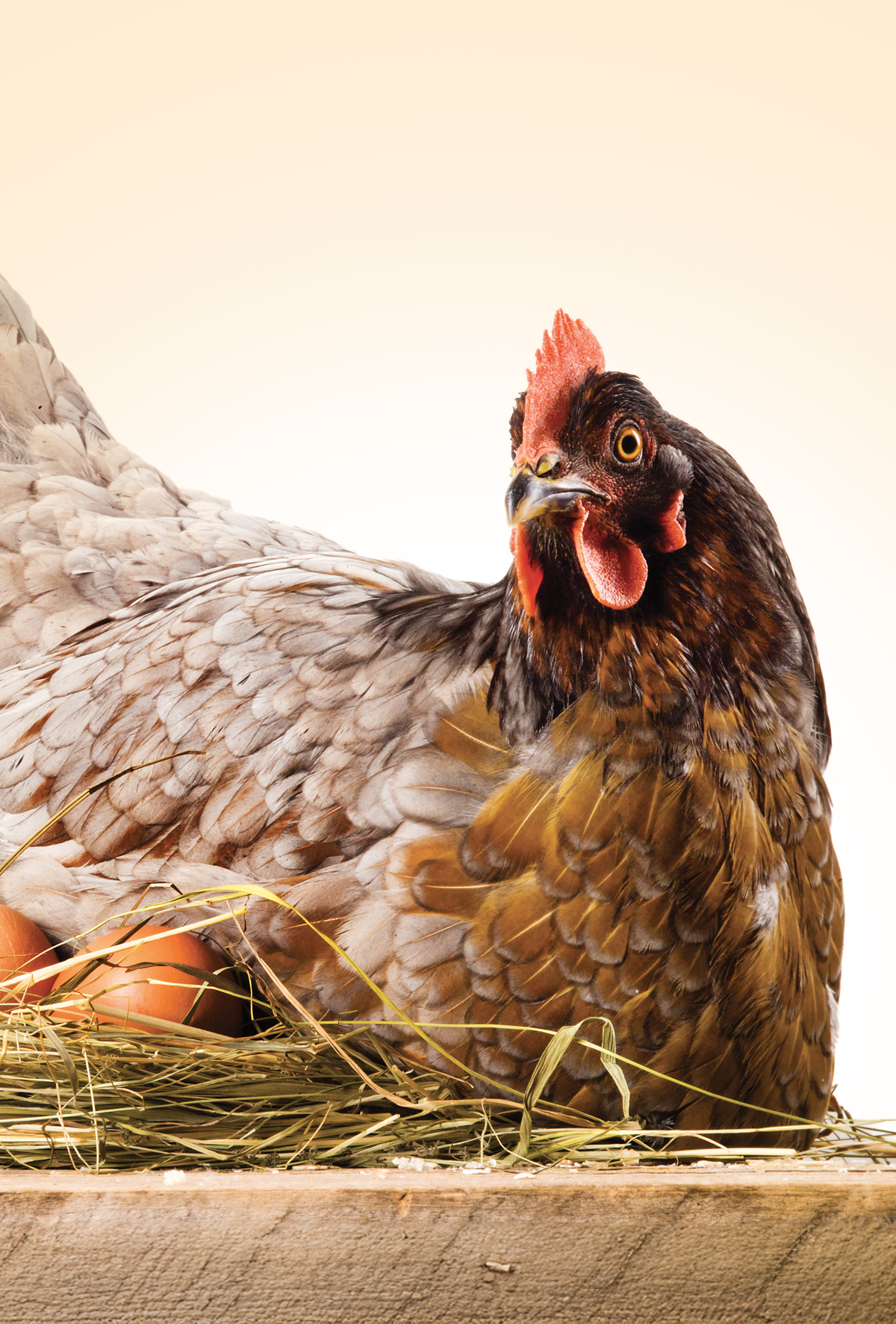 Split Feeding (Yumurta tavuklarının gün içerisinde iki farklı rasyonla beslenmesi) 