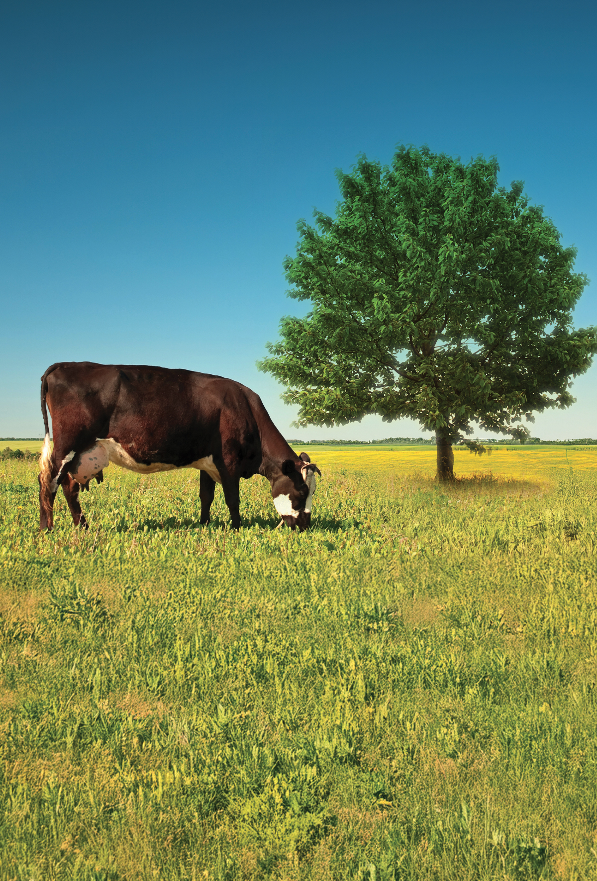 Büyük hayvanlar için en zehirli üç ağaç