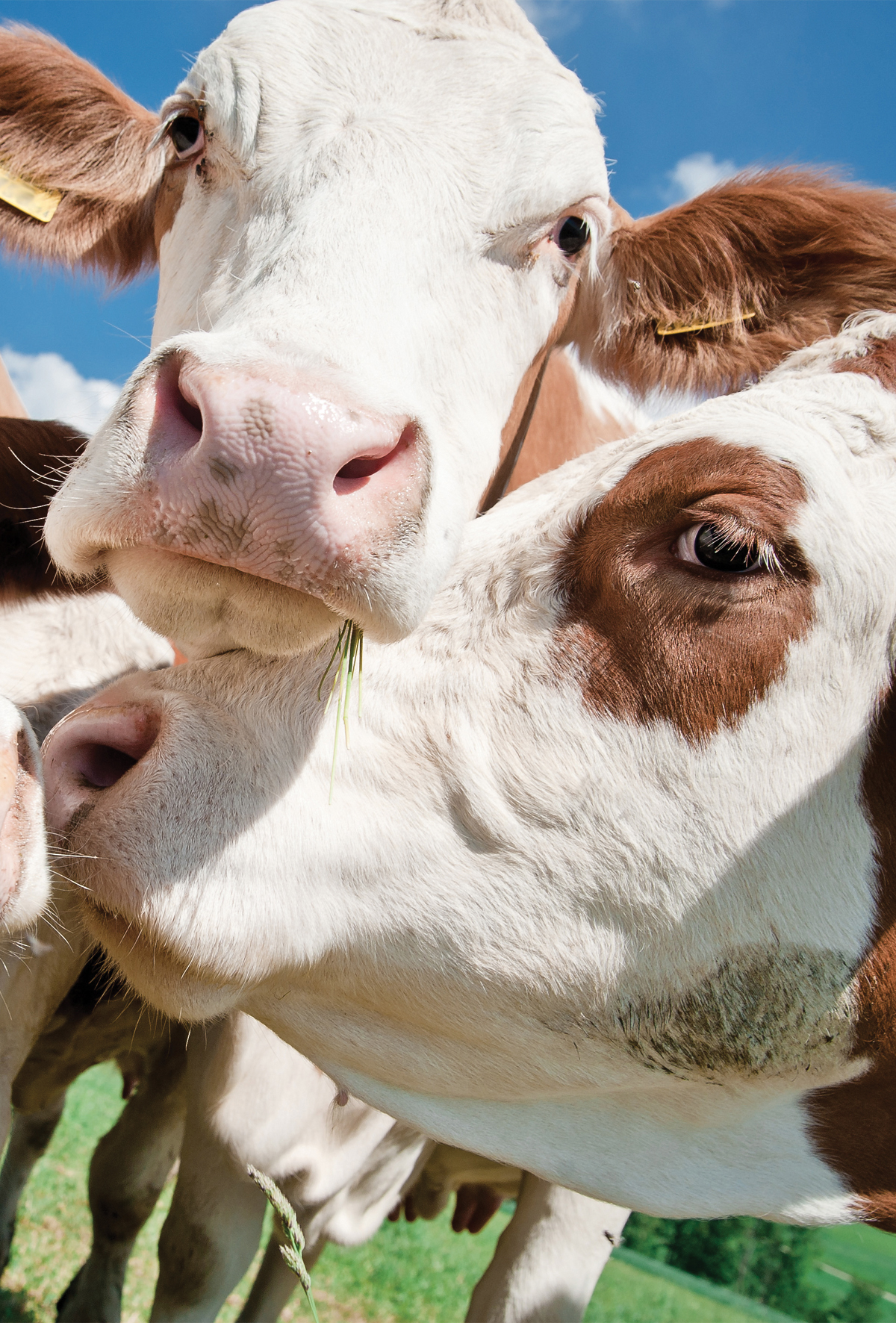 Hayvancılıkta ıslah çalışmaları verimliliği büyük oranda artırdı