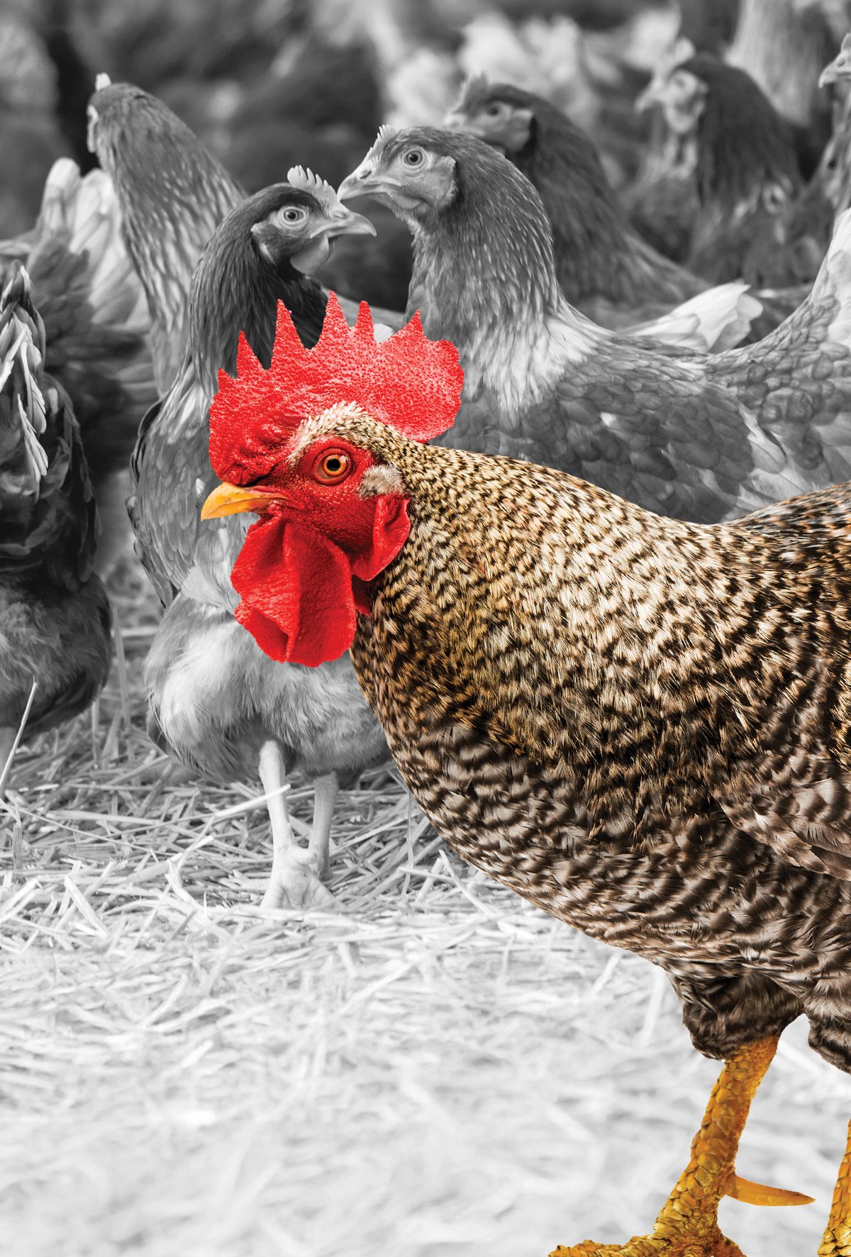 Kanatlı işletmelerinde damızlık yönetimi