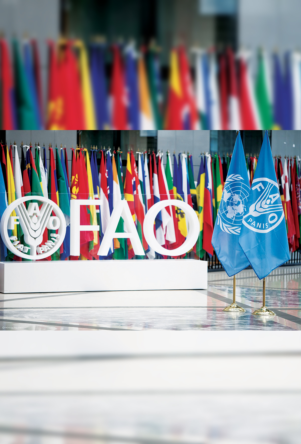 Türkiye, FAO Konsey üyeliğine seçildi