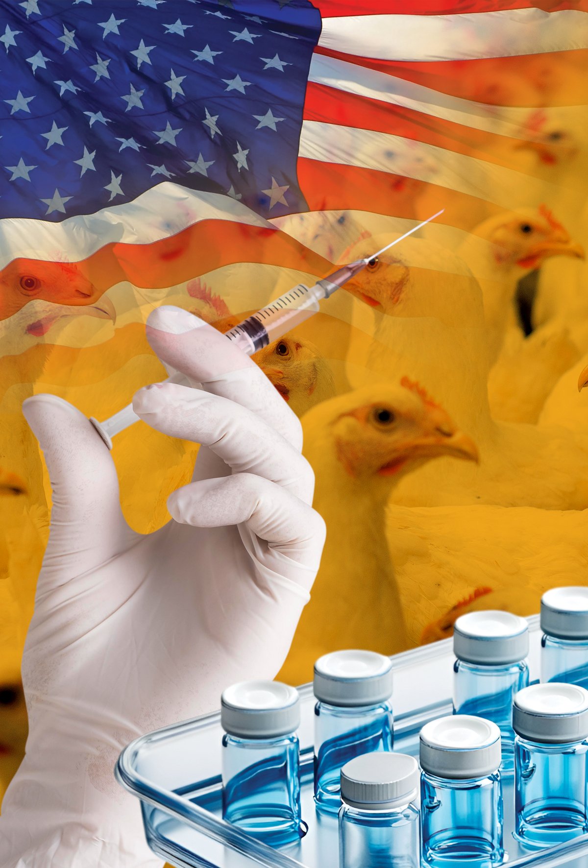 Broiler aşısı gündemde