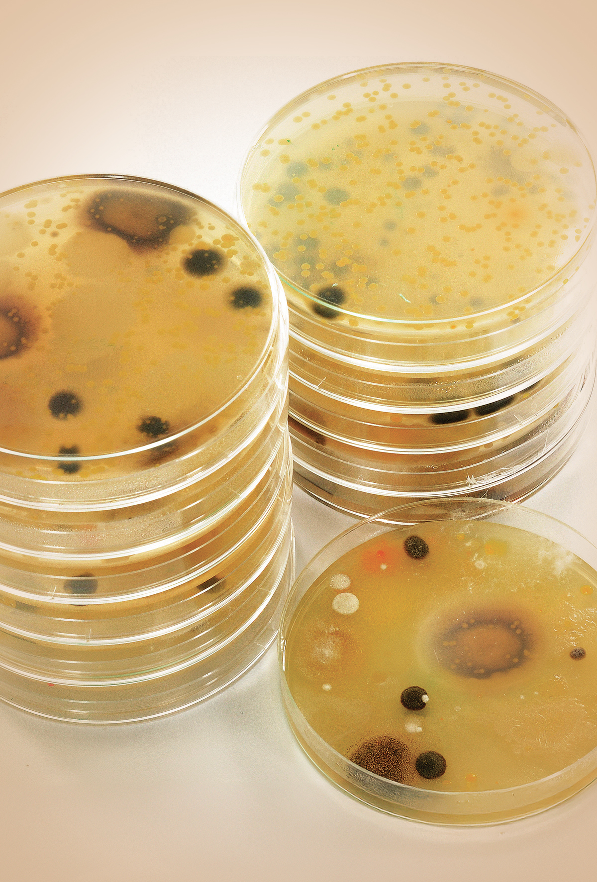 Asya’da mikotoksin alarmı