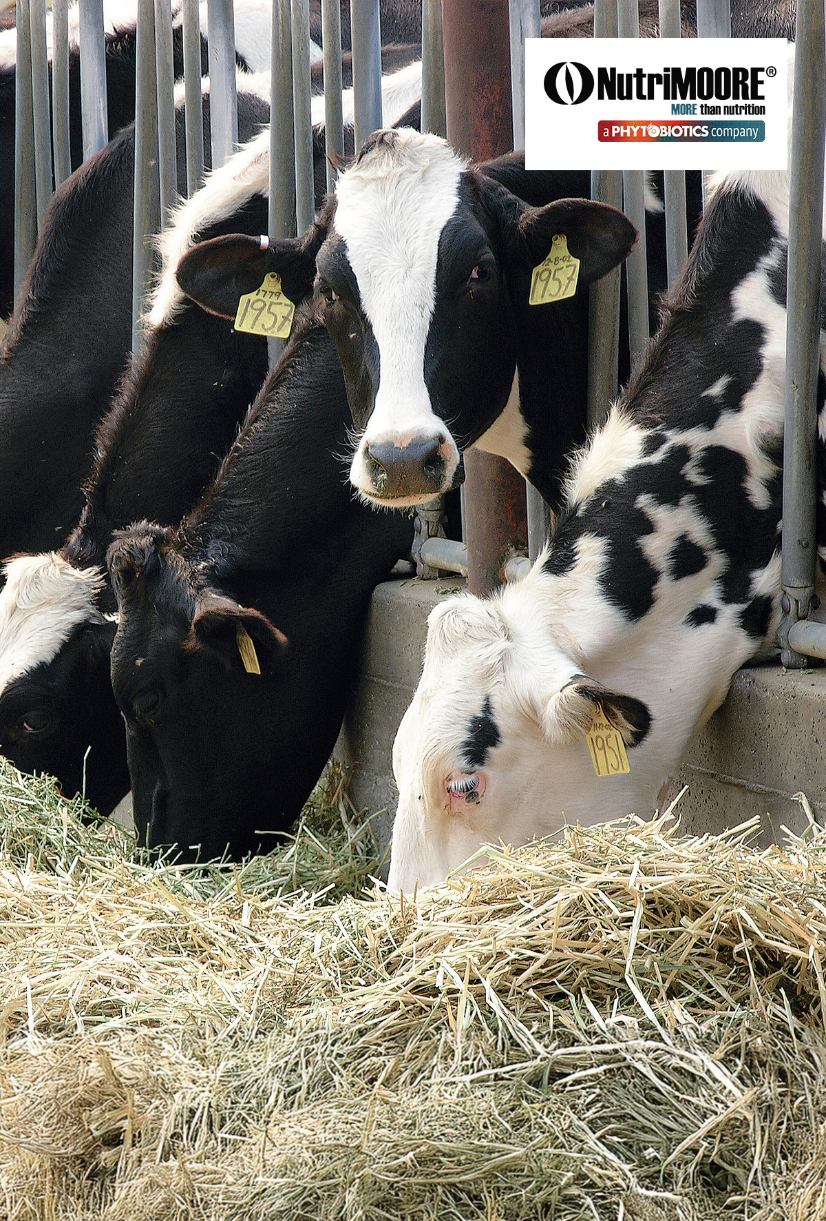 Gastrointestinal homeostazis