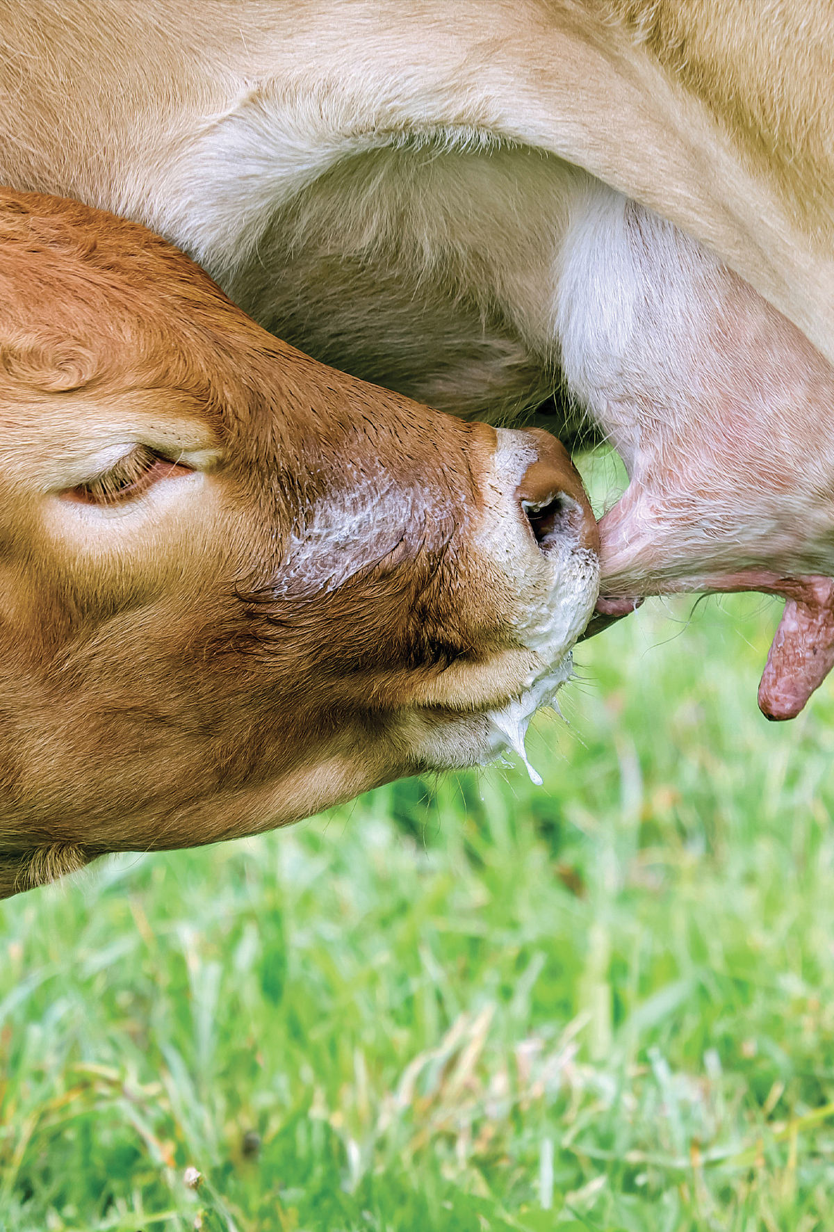 Kolostrumun ötesinde: İnekler, buzağılar ve çevresel değişkenler